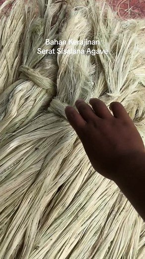 Kerajinan Serat Nanas: Bahan Kerajinan Serat Sisalana Agave