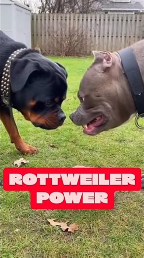 Rottweiler vs Pitbull 😱🤯 #dog #shorts