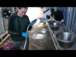 Farm #WithMe - Cow Farming, Milk Feeding, Pretty Girl Modern TATRA Military Truck, Cowshed Cleaning​