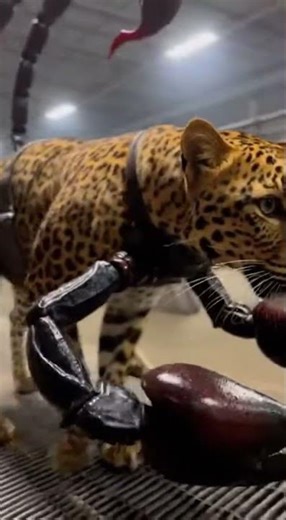 Leopard + Scorpion – Realistic Animal Fusion in Factory | Reality Lab
