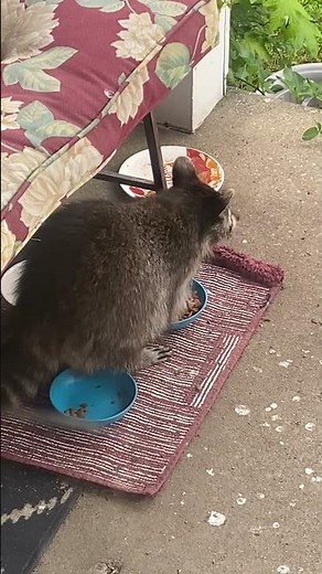 🦝🌟 RACCOON NIBBLE FEAST “My Angel Baby” by Toby Beau 🌟🦝