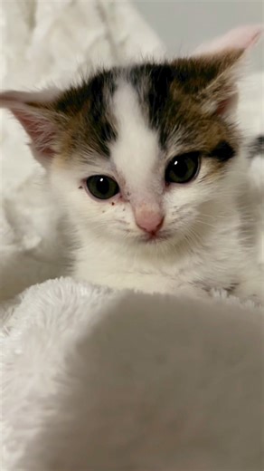 ‼️*Special needs adoption alert* 🚨 We have made a decision on Tama’s future. We’ve decided that while her life may be short due to her inoperable heart condition, she deserves a forever family. Please read the following information about our sweet little girl. ❤️ .Tama is a very special kitty who has captured many hearts with her own heart. Tama’s personality can be described as sunshine☀️. She is bright, bubbly, and bouncy. She loves any kind of toy (feathers, balls, wands, lasers, towers, etc