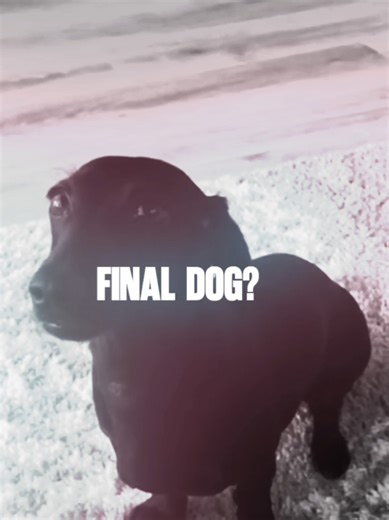 Final Dog Meme Edit: The Ultimate Compilation