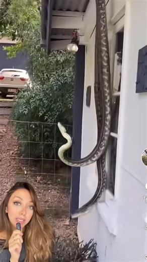 Donya Badr 𓂀 on Instagram‎: "الحياة فى استراليا🕷️🐍"‎