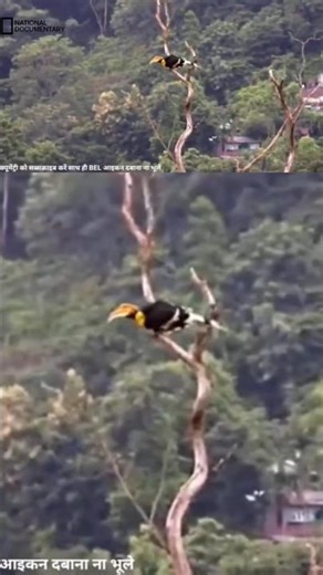 hornbill bird documentary viral video #viralvideo #nature #documentary #views #travel #facts #shorts