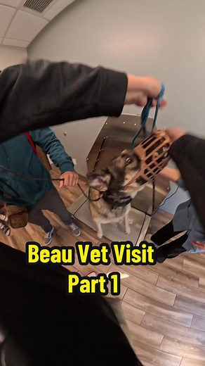 Helping Beau: A Dog with a Bite History
