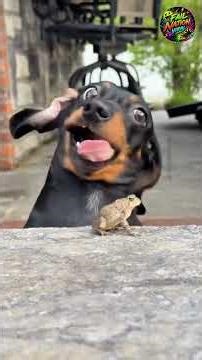 Dogs vs Cats Epic Fails #shorts #funny #animals