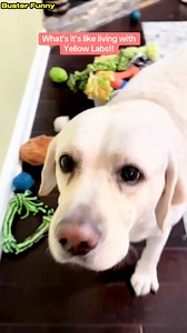 "Life with a Yellow Lab: Chaos, Love, & Zoomies! 🐾💛" . . . . . . . . . . . . . . . . . . . . . . . .. . .#AnimalsOfTikTok #GoodDog #DogsOfTikTok #LabradorRetriever #LabLife #DogMomLife #YellowLab #DogHumor #PuppyLove #FurryFriends #ZoomiesForDays #LabradorLover #MischievousPup #DogsAreFamily #ViralDogs #HappyDogLife #DogPersonality #LabradorNation #DogLover #DogParenting | Buster Funny
