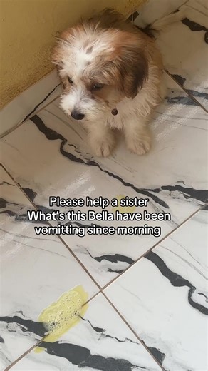 Understanding Your Dog's Vomiting: What to Do