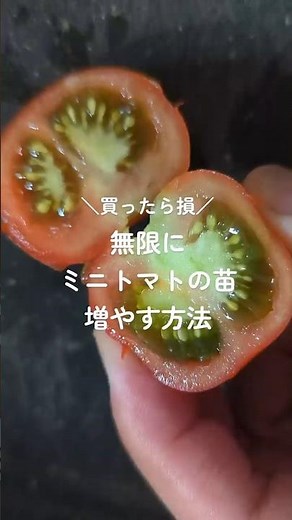 ミニトマトの苗 簡単に増やす方法 育て方 #トマト #家庭菜園 #ガーデニング #田舎 #庭 #shorts
