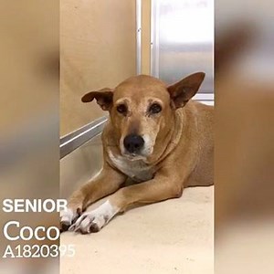 16 reactions · 38 shares | This loving girl is so sad in her kennel....