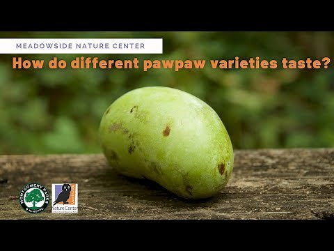 How do different pawpaw varieties taste?
