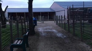 4.2K views · 151 reactions | Ever wonder what the zoo is like after hours? Our baby llamas also known as crias love to run around before the sun goes down. Big Joel’s Safari is now open every day so for business hours and more go to www.bigjoelsafari.com | Big Joel's Safari Petting Zoo & Educational Park | Facebook