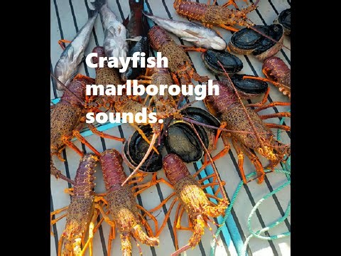 Crayfish, Kina Marlborough Sounds