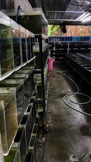 Relaxing Guppy Fish Farming on Rainy Days 🌧️