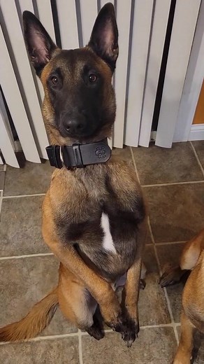 Teaching Your Dog to Sit Pretty: Quick Tutorial