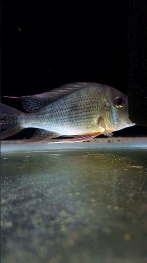 Geophagus altifrons – Beautiful Eartheater Cichlid 🐟