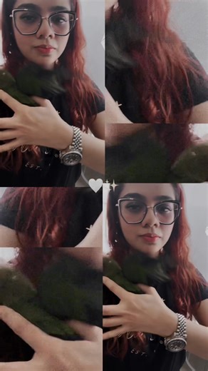 1.9K views · 11 reactions | Golden-capped Conure | Parrot Farm Malaysia | Facebook