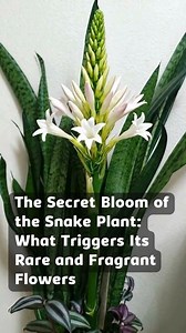 The Secret Bloom of the Snake Plant: What Triggers Its Rare and Fragrant Flowers | Nature's Tricks & Tips