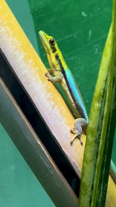 They’re just little guys. 🥺 The Neon day gecko is one of the smallest species of geckos. These pint-sized geckos are an endangered species native to Madagascar and reach up to only 4 inches in length. This gecko is highly arboreal (mainly tree-dwelling) and hides in bamboo to lay eggs. Video of the geckos eating from herpetologist Liam. #Gecko #Syracusezoo #Syracuse #CNY #OnondagaCountyParks #OnondagaCounty | Rosamond Gifford Zoo