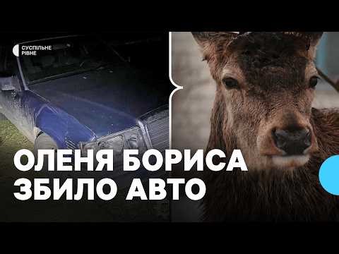 "Зі Львова їде клініка" — власник оленя Бориса Руслан Христюк розповів, у якому тварина стані