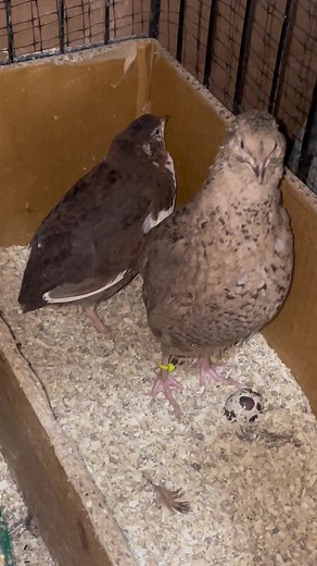 Quail Sounds are so cute #coturnixquail #quail #quaileggs
