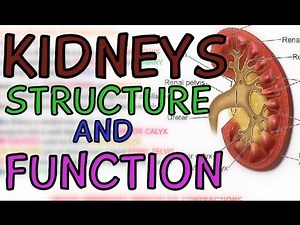 Structure and Function of the Kidneys - Introduction to the Kidneys - Anatomy - Learn in 5 minutes!