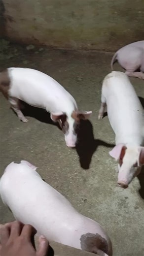 berkunjung ke peternakan babi, milik peternak Rakyat. Babi merupakan jenis ternak Monogastrik. #peternakmuda #ternakbabi