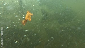 Salmon swimming upstream in strong river current underwater. Salmon run fish pov, crowd schools of salmon and its tails in the water. Underwater close up shot. Alaskan salmon spawning migration.