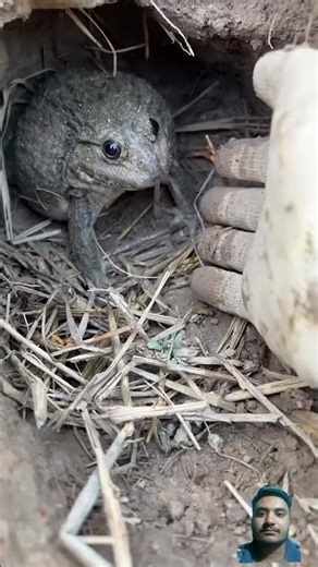 Amazing Frog Jumping Video 🐸 | Relaxing Nature Clip