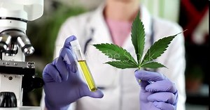 Scientist in lab testing cbd oil extracted from marijuana plant. Medical pharmacy and medical cannabis