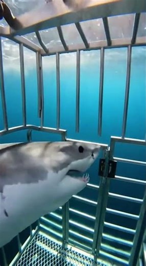 #SharkAttack#SharkAttacks#SeaPredator#OceanPredators#SharkFootage#DeepSea#WildOcean