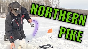 Ice Fishing for Northern Pike in Northern Alberta