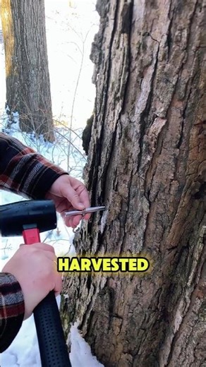 The Sugar Maple Tree That Change Sap To Syrup! #SugarMaple #MapleSyrup #FallColors #AcerSaccharum