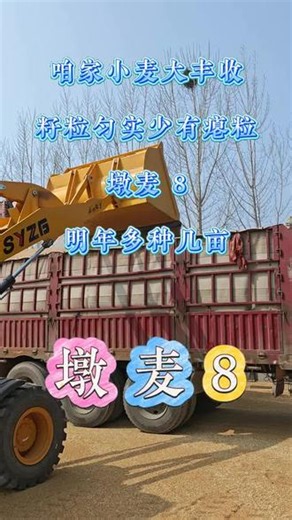 地里的小麦收了墩麦8红麦硬粒成色好来年留种接着种#小麦 #丰收 #小麦收获 #墩麦8 #墩麦8小麦