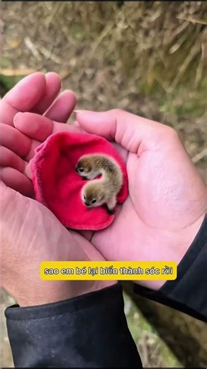 Inside the red cloth was a pitch-black baby 😭⛵🍉