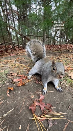 I’m feeling sad tonight. This is Big Mama and she needs as many prayers as she can get. 🙏🏻🐿️ I know she’s at least 2-3 years old. She usually doesn’t come around often and she has always been shy so she’s not a regular in my videos. She started coming around more lately and I recently decided to name her Big Mama because she’s the biggest squirrel around here and I know that she has had babies before. Well today Big Mama came and I immediately noticed that she is missing her right eye. I know