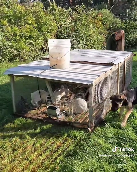Exploring Rabbit Care in Our Homestead Life