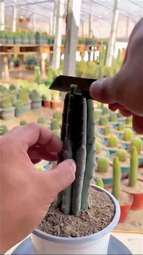 How to Graft Cactus: A Complete Step-by-Step Guide