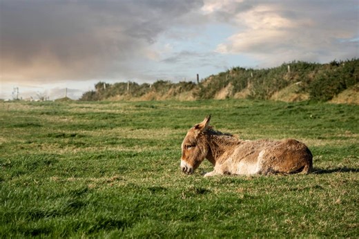 Donkey Overcome With Grief After Losing Her Best Friend Refuses to Leave His Grave - AOL