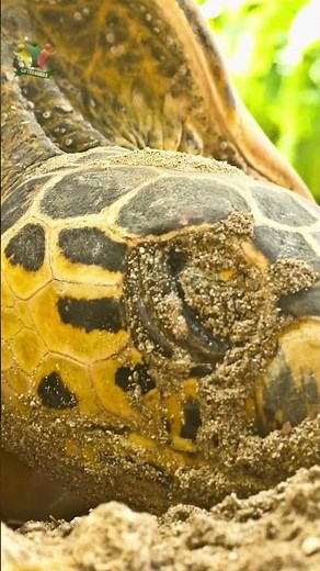 How Tortoises Give Birth (and Why It's So WEIRD) #shorts #wildlife #animals