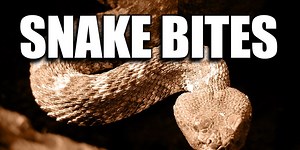 Snake season: what to do if you encounter a Florida reptile