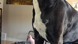 10K views · 25 reactions | Max spots a chipmunk outside and really gets excited. | Rumble | Facebook