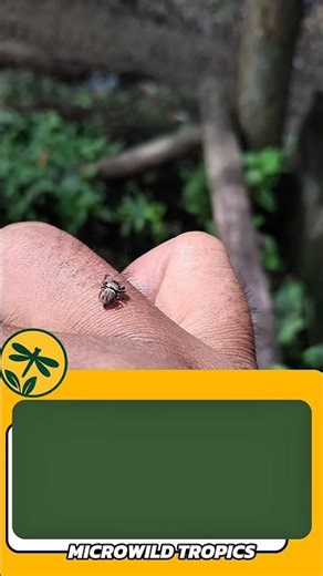 Cute Jumping Spider Exploring My Hand! #shorts