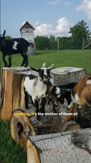 The Secret Behind Fainting Goats