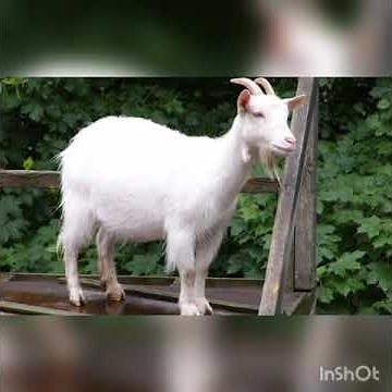sonido de una cabra (goat)