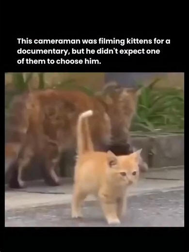 猫とカメラマンの心温まる出会い