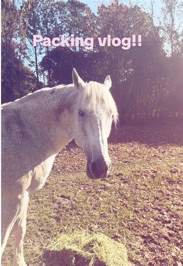 Can you tell my cat thinks she’s a dog!💕🤣 | cat