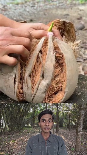 নারিকেল ছিলার পদ্ধতি দেখুন