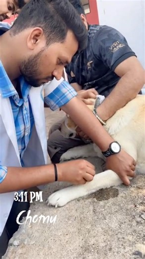 Dog Ascites Treatment: Draining Water from the Abdomen